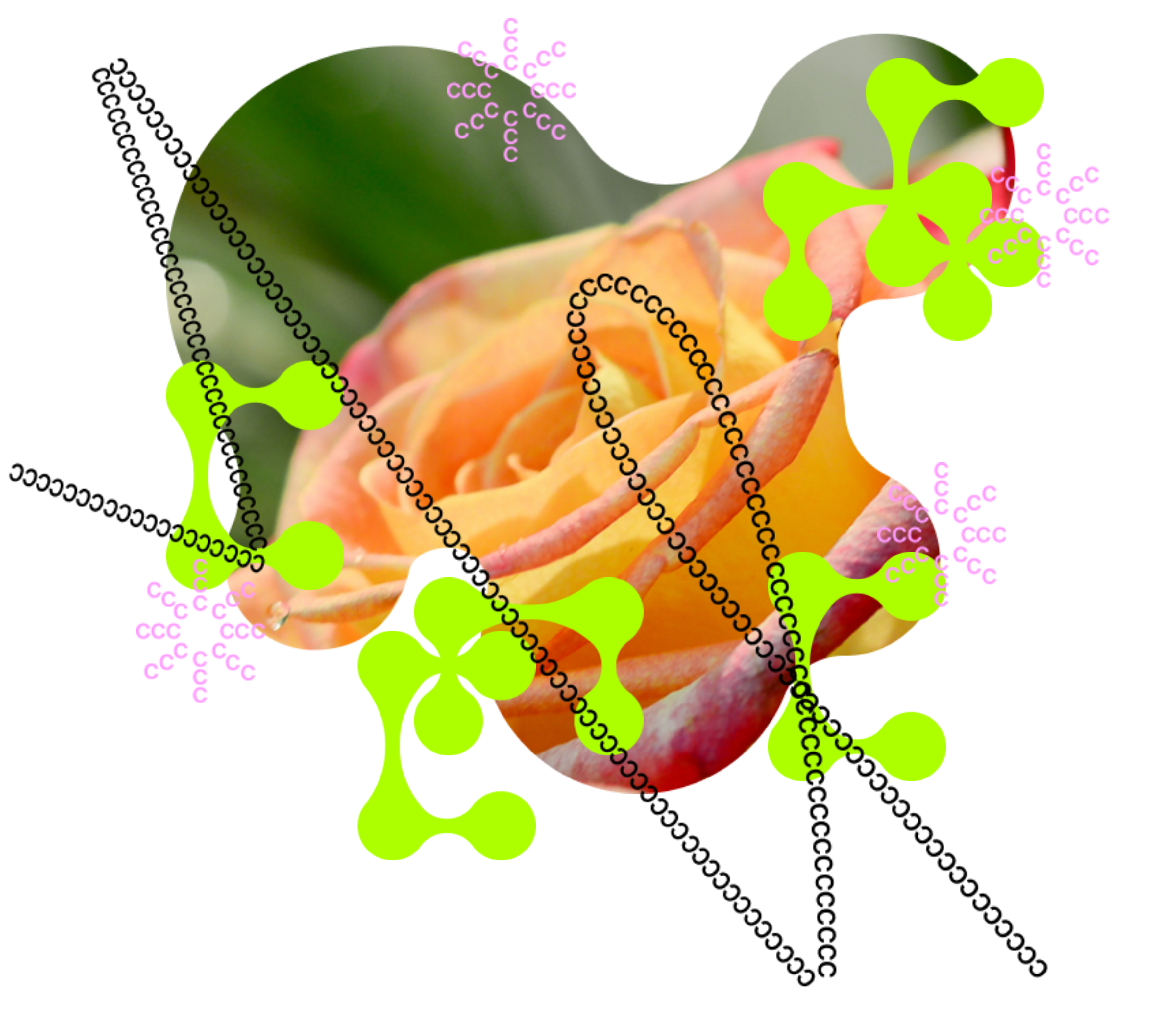 A picture of a peach-colored rose cropped into an amorphous shape is layered with lime-green C shapes and a line made of C's as part of CC's visual brand.